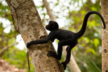 A Baby Peruvian Spider Monkey (Ateles Chamek) Climbs A Tree While Playing Around In Tambopata In The Peruvian Amazon.