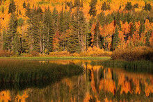 Fall Colors Reflect In Silver Lake, Located In Big Cottonwood Canyon, Utah.