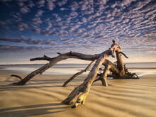 Looking Like A Sea Serpent, A Piece Of Driftwood On The Beach At Dawn In Jekyll Island, GA