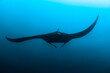 © Tandem Stock - Mexico, Baja California, Revillagigedo Islands. A Manta Ray gliding near Socorro Island.