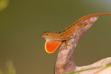 A Male Brown Anole (Anolis Sagrei), An Invasive Species From Cuba, Displays Its Scarlet Dewlap In Southern Florida.