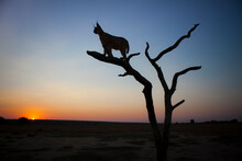 Caracal Standing On The Limb Of A Dead Tree, Silhouetted By The Setting Sun In Namibia.