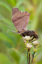 A Common Buckeye (Junonia Coenia) Butterfly In Virginia.
