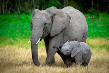 A Young Mother Elephant And Her Baby Walk Through The Grasses Of The Masai Mara, Kenya.