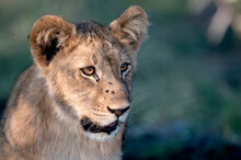 A Lion Cub Portrait In Botswana, Africa.