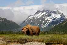 Alaska Brown Bear Eating Sedge Grass