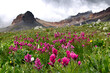 © Tandem Stock - Indian Paintbrush in full bloom along the Ice Lakes Trail in Colorado.