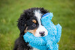 © Tandem Stock - Bernese Mountain Dog puppy playing and holding blue stuffed toy in mouth,