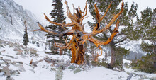 Bristlecone Pine In Blowing Snow, Wheeler Peak Basin, Great Basin National Park