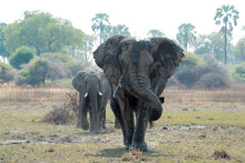 Elephants After A Cooling Mud Bath.