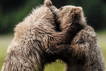 Second Season Brown Bear Cubs Play Fighting In Lake Clark National Park Alaska.