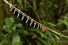 An Enormous Sphinx Moth Caterpillar (Pseudosphinx Tetrio) In El Yunque National Forest, Puerto Rico.