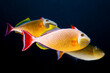 © Tandem Stock - Mexico, Baja California, Revillagigedo Islands. Three colorful trigger fishes swimming near San Benedicto Island.