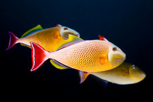Mexico, Baja California, Revillagigedo Islands. Three Colorful Trigger Fishes Swimming Near San Benedicto Island.