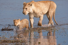 A Lioness And Her Cub Cross A River In Duba Plains. Botswana