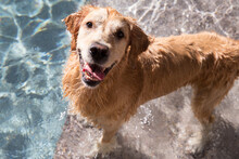 Sam, The Golden Retriever, Looks Into The Camera For Permission To Go Back Into The Pool.