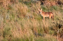 A Coyote (Canis Latrans) In Rocky Mountain Arsenal Wildlife Refuge Near Denver, Colorado.