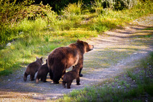 Grizzly Bear And Her Three Cubs Walk Along The Old Wagon Road In Willow Flats Of Grand Teton National Park, Wyoming.