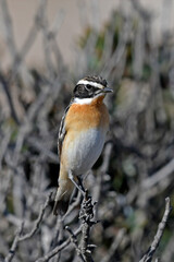 Poster - Braunkehlchen // Whinchat (Saxicola rubetra)