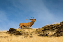 A Large Red Deer (Cervus Elaphus) Stag Bellows Loudly On A Tussock Grass Ridge In Deer Park Heights, Near Queenstown, South Island Of New Zealand.
