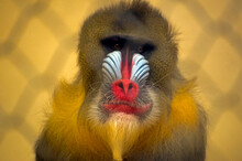 A Mandrill, The World's Largest Monkey, Seen Through A Fence In The Portland's Zoo, Oregon, USA.