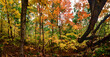 © Tandem Stock - hardwood forest, Shenandoah National Park, Virginia, USA