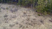 Aerial View Of A Male Red Deer On A Mountainside In The Forest.