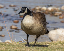 Country Goose Standing On The Shore