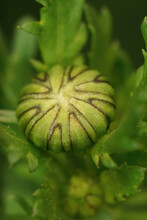 Closeup Of An Unopened Flowerbud Of The Ox-eyed Daisy, Leucenthemum Vulgare