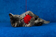 Kitty with red yarn ball, cute grey tabby cat playing with skein of tangled sewing threads on blue sofa 