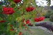 rowanberry on tree