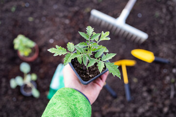 organic gardening background tools and seedling on earth