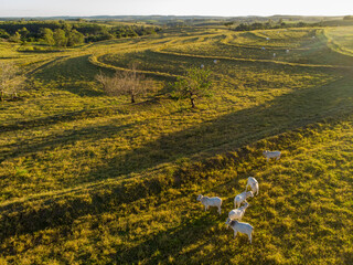 Herd of oxen on pasture in Brazil in sunset