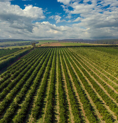 Wall Mural - Orange grove.Beautiful orange grovesin the Brasillian countryside