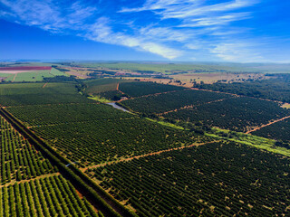 Wall Mural - Orange grove.Beautiful orange grovesin the Brasillian countryside