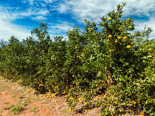 Wall Mural - Orange grove.Beautiful orange grovesin the Brasillian countryside