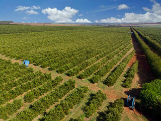 Wall Mural - Orange grove.Beautiful orange grovesin the Brasillian countryside