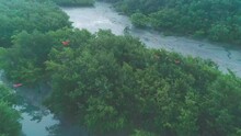 Flock Of Scarlet Ibis Flying Aerial Drone Shot Over Forest Mangrove
