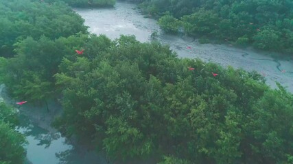 Flock of scarlet ibis flying aerial drone shot over forest mangrove