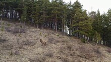Male Wild Deer On The Mountainside