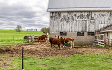 Group Of Herford Cattle In A Barnyard In Front Of A White Barn And Green Pastures.