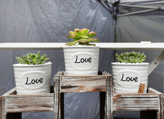 Canvas Print - succulents in love flower pots 