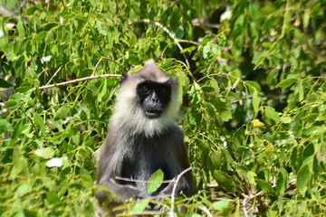 Sticker - Small Silvery lutung in its natural habitat in summer