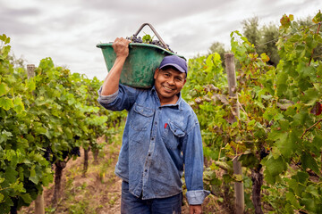 Wall Mural - smiling hardworking man holding a crate of grapes over his shoulder