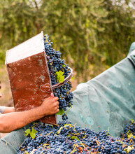 Man Throwing Grape To Harvest Truck