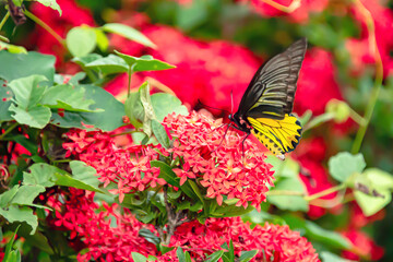 Poster - The butterfly is looking for its food.