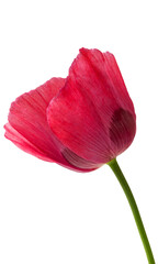Wall Mural - Poppy isolated flower on white background