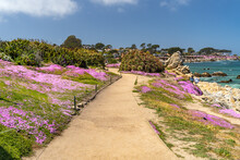 A Scenic Pathway With Blooming Purple Flowers Along The Pacific Coast, Lovers Point Park, Monterey