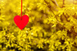 © licvin - Red hearts among the branches of the Forsythia