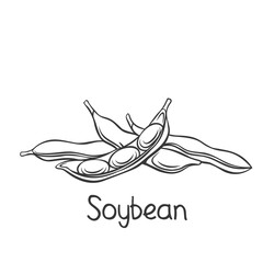 Wall Mural - Soybean pods, edamame beans monochrome outline vector illustration for ad soy product.